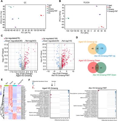 Research on the anti-aging mechanisms of Panax ginseng extract in mice: a gut microbiome and metabolomics approach